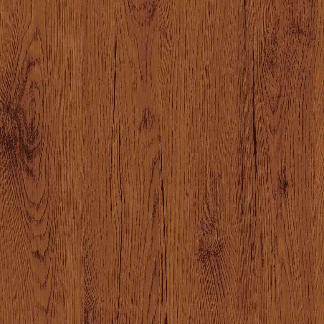 zbliżenie dąb stuletni